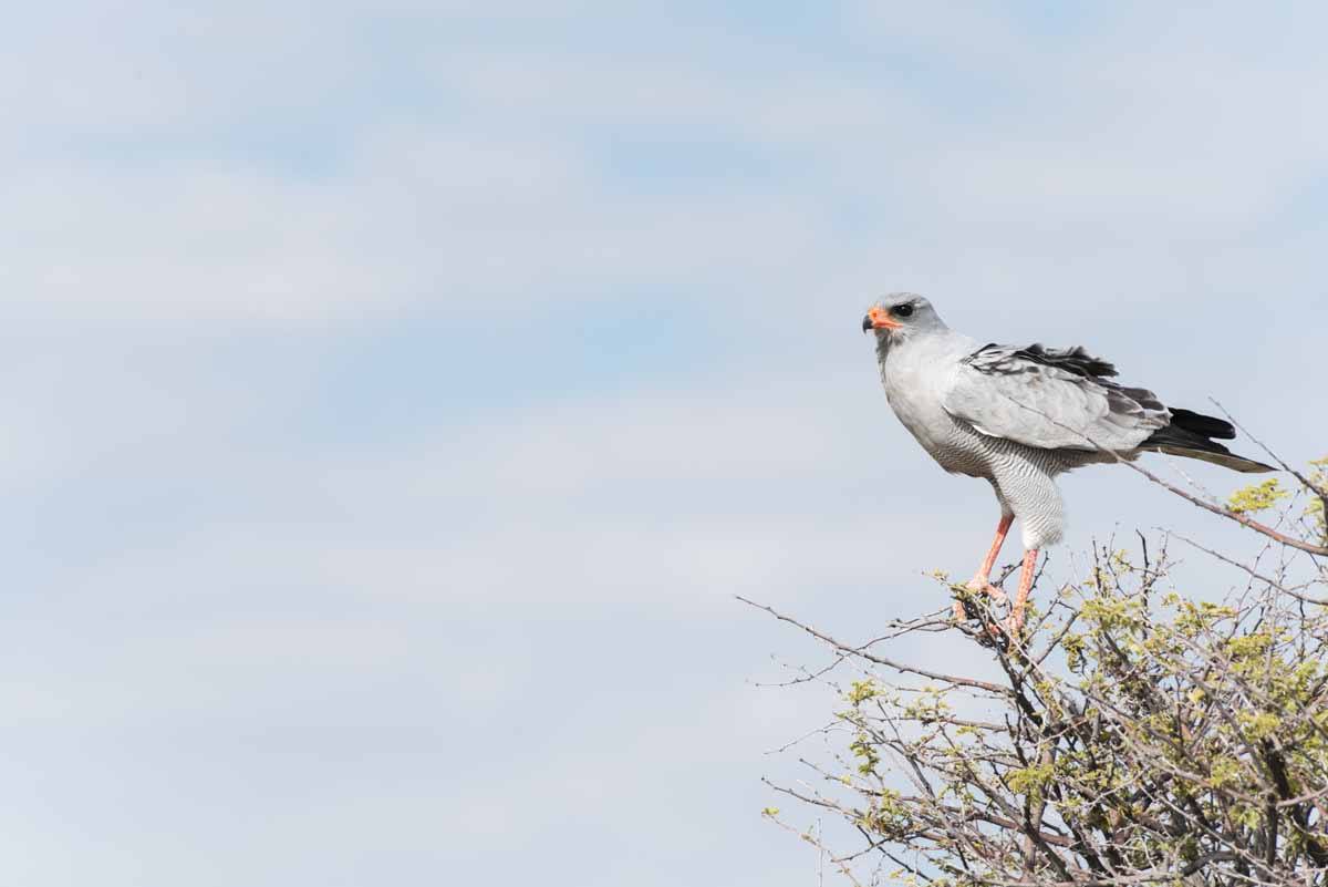 pale chanting goshawk