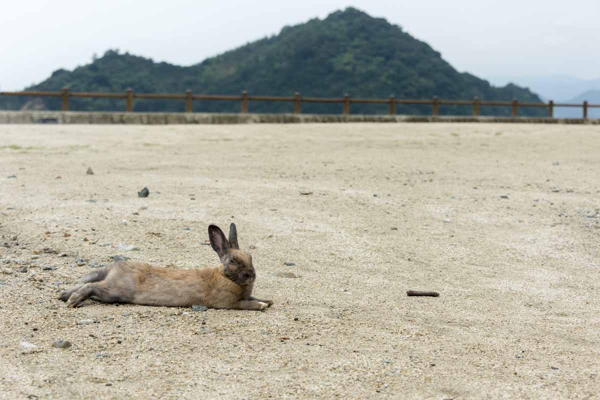 rabbit relaxing on beach japan