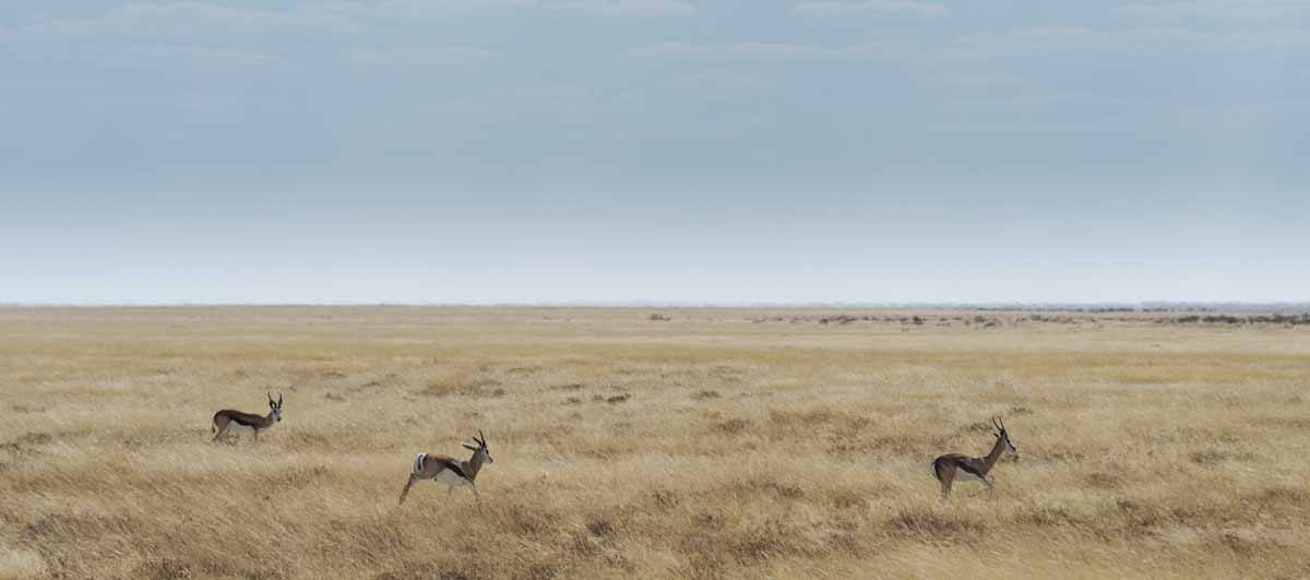 springbok running etosha namibia