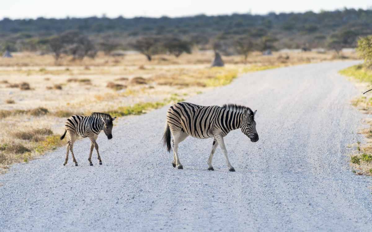 zebra crossing etosha namibia
