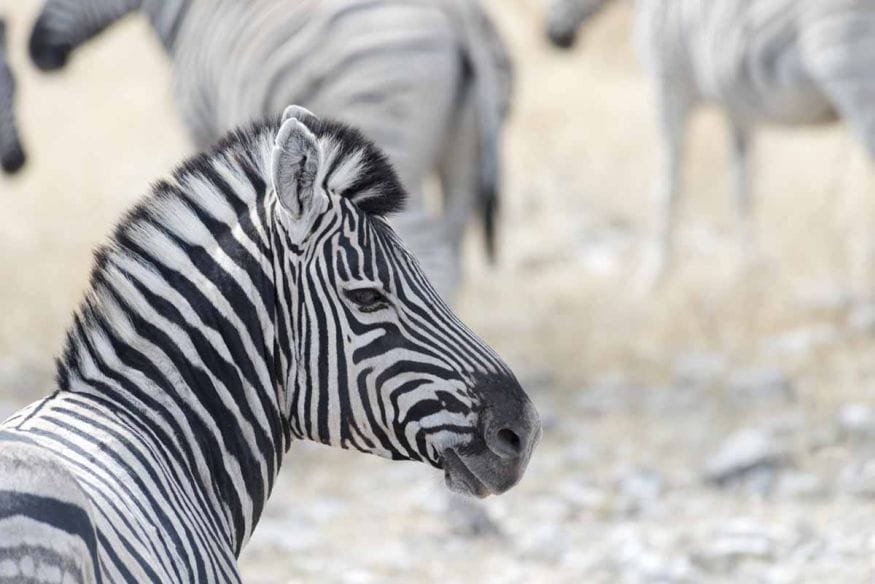 zebra portrait etosha