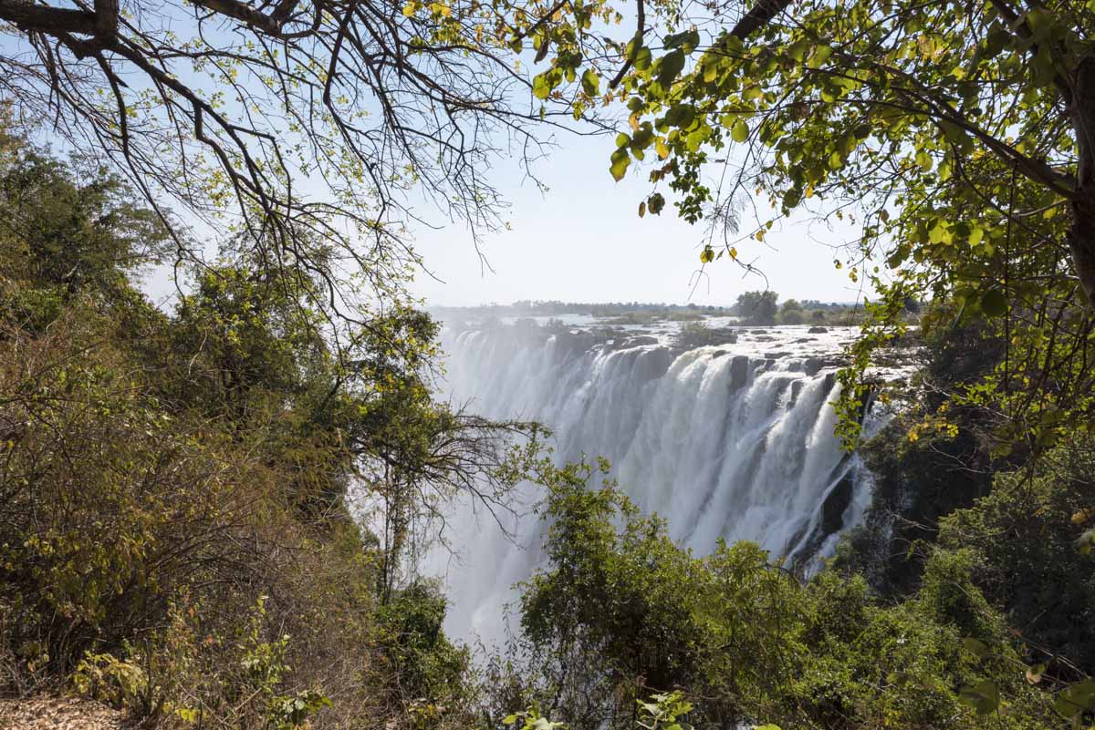 victoria falls trees