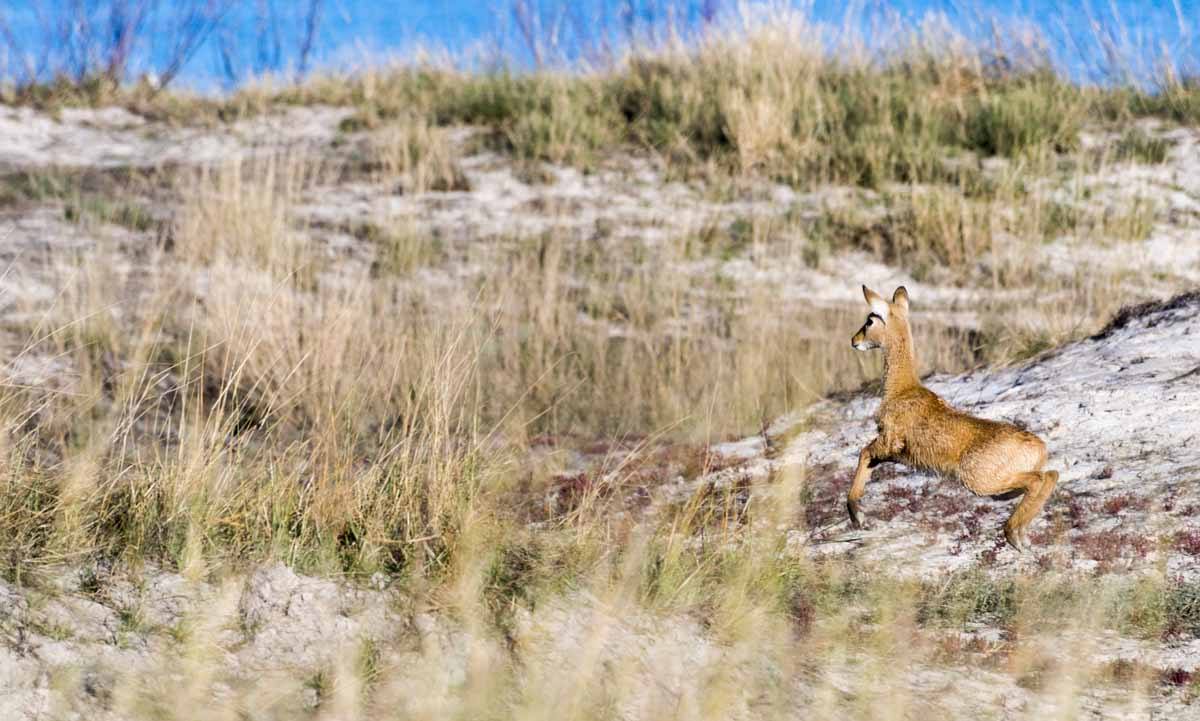 baby impala botswana