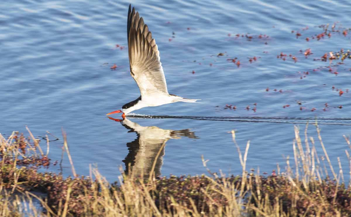 botswana bird fishing