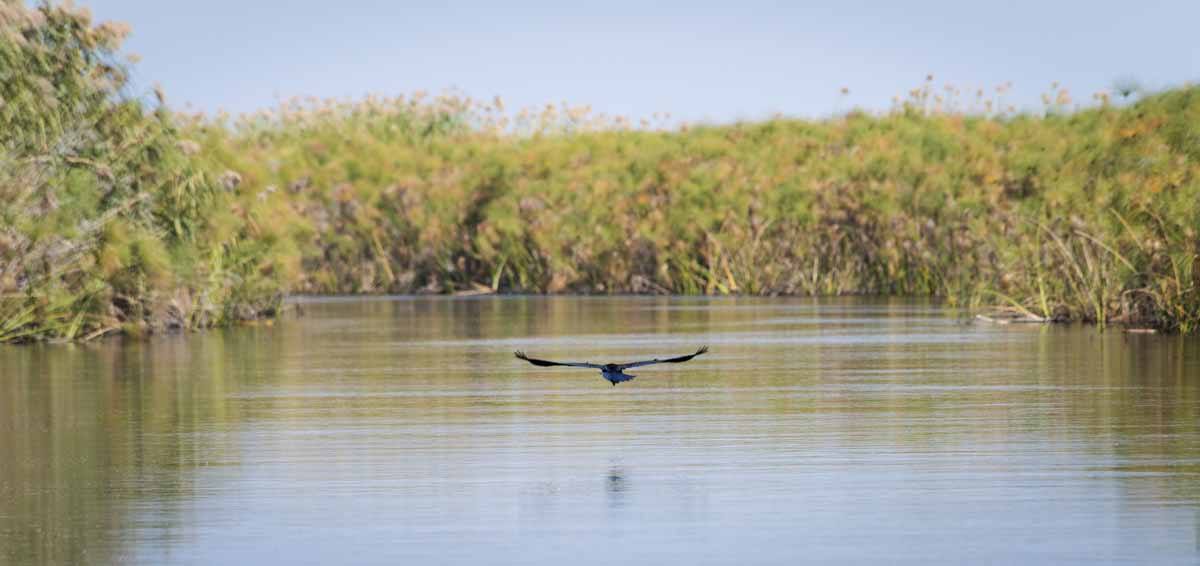 botswana delta bird flying