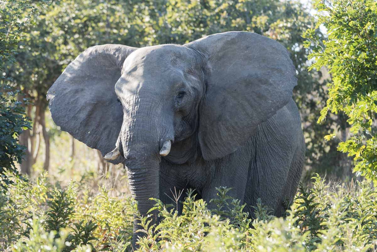 botswana itinerary elephant