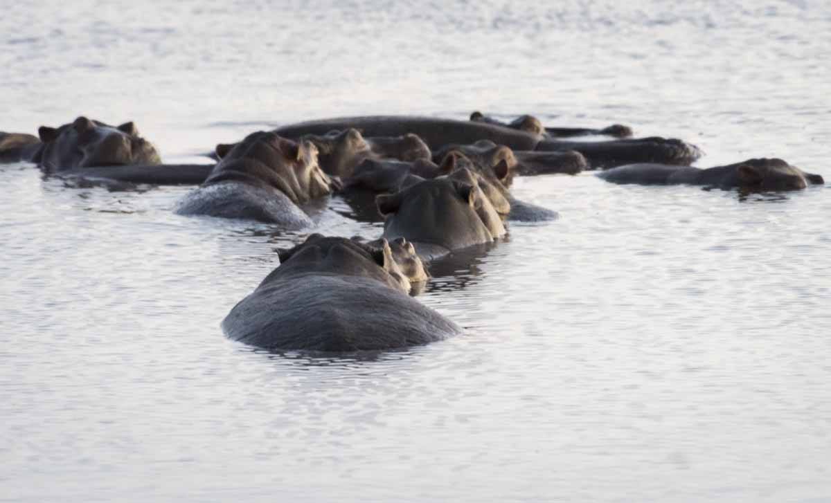 chobe hippos botswana