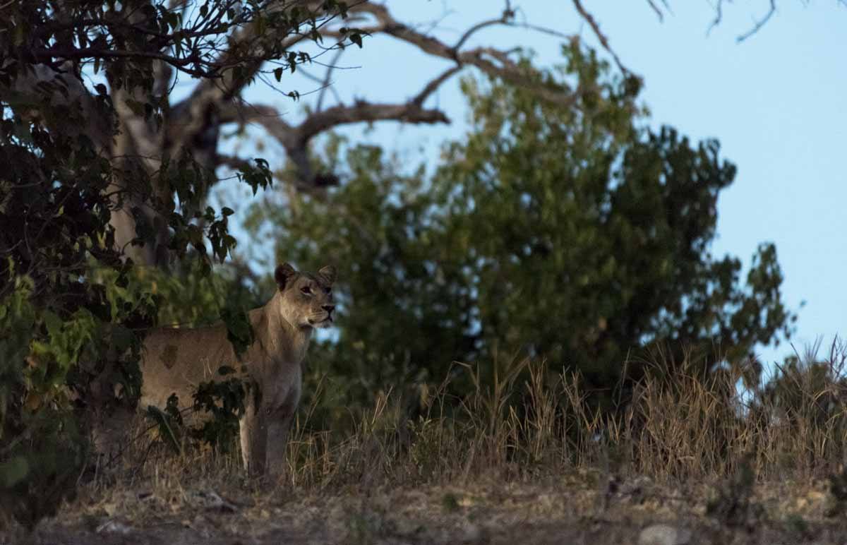 chobe national park lion