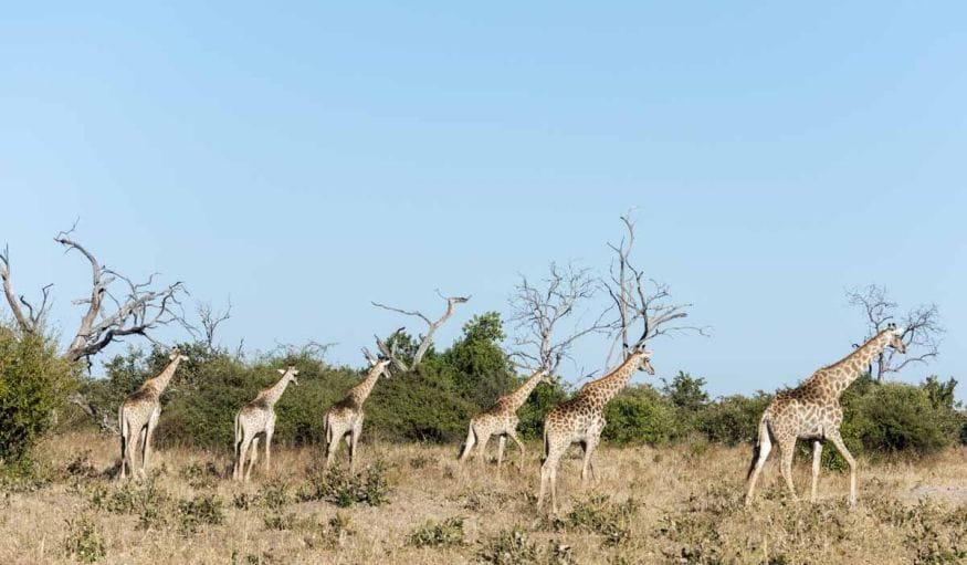 giraffes chobe botswana itinerary