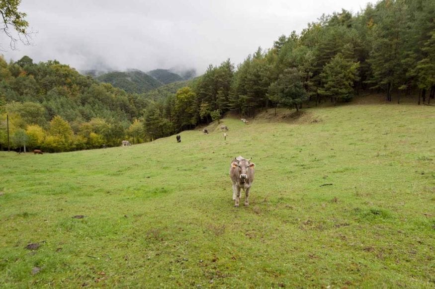 hiking pyrenees cow