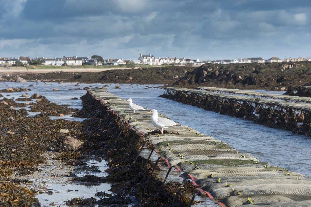 jersey oyster beds