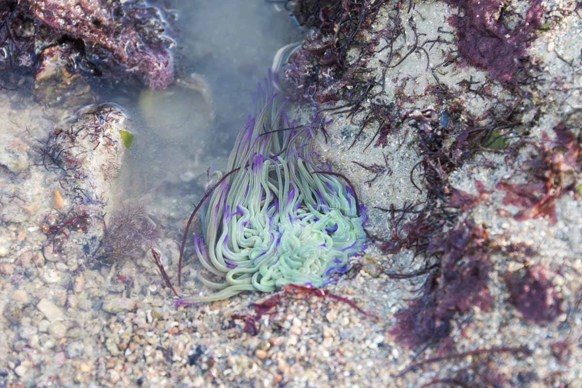 low tide anemone jersey