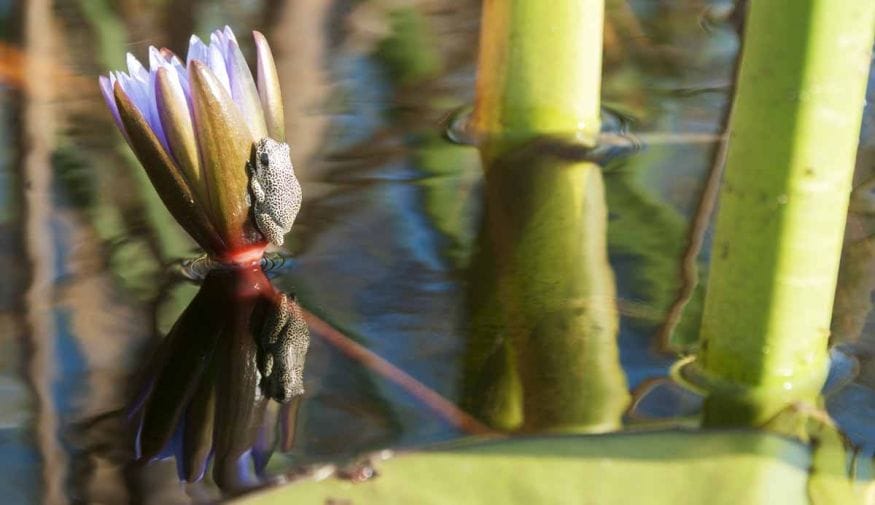 okavango delta frog