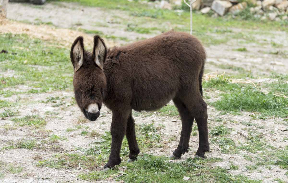pyrenees baby donkey
