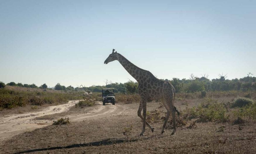 things to do in botswana safari