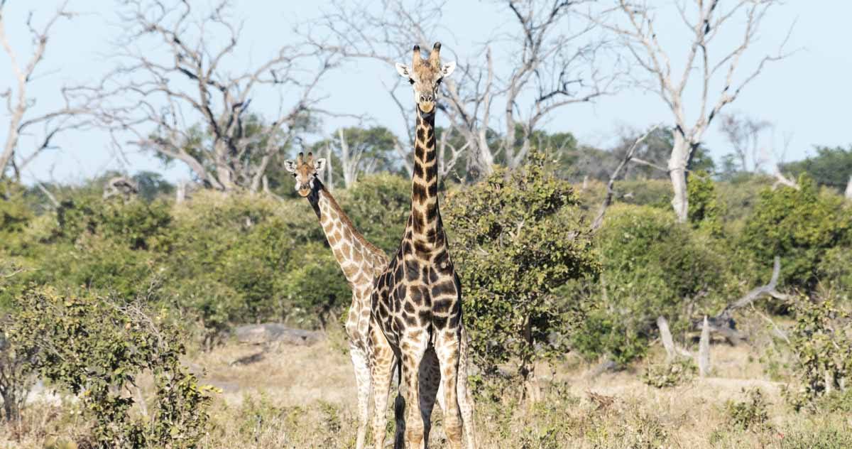 three giraffes chobe