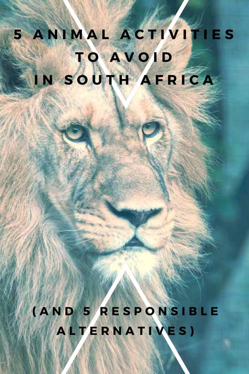 africa animal activities pin