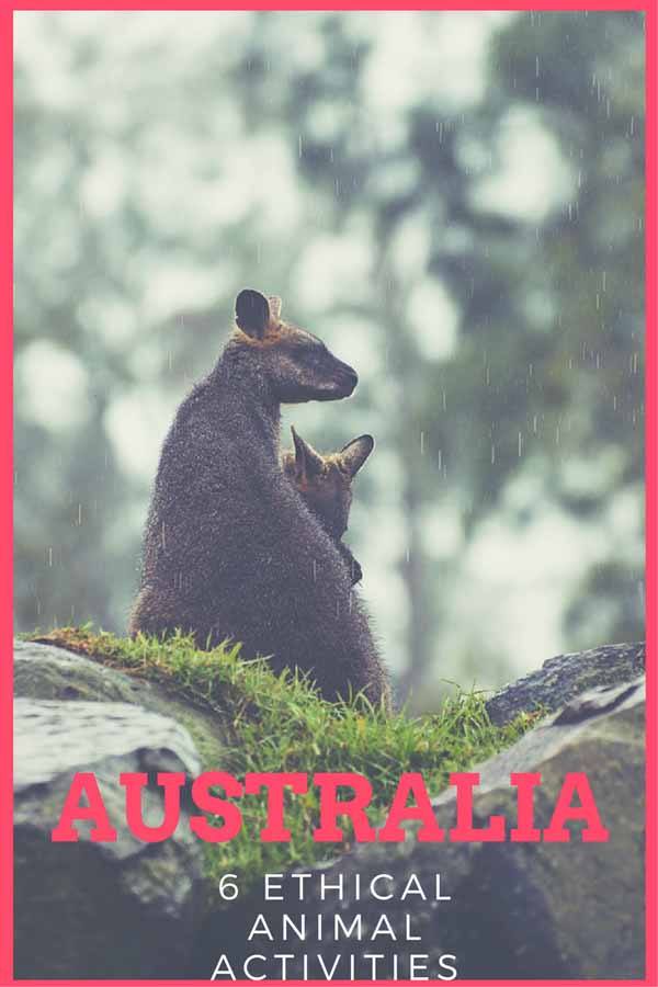 australia ethical animal activity pin