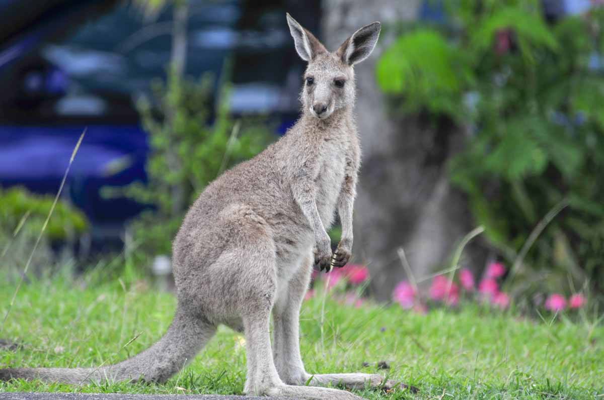 australia kangaroo garden
