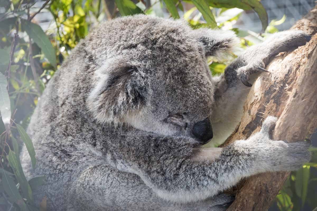 australia sleepy koala