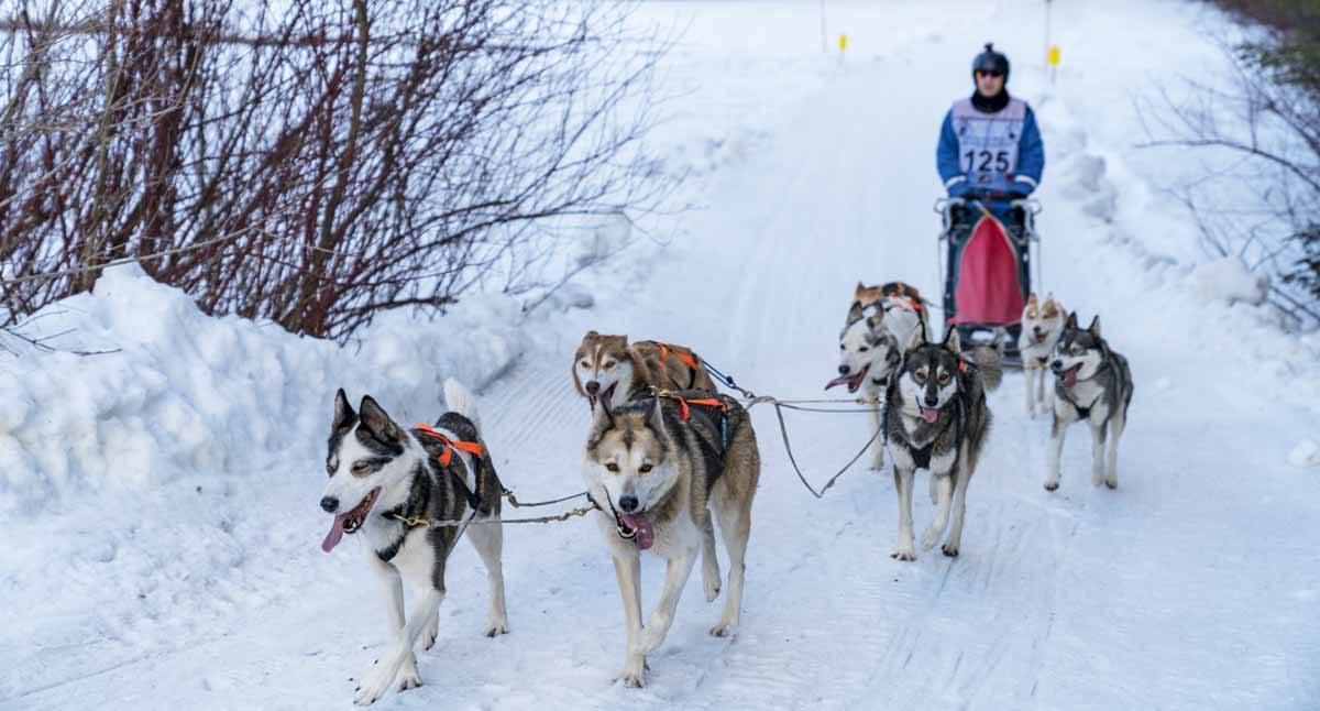 dogsledding pillerseetal austr