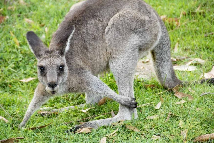 kangaroo sanctuary australia responsible