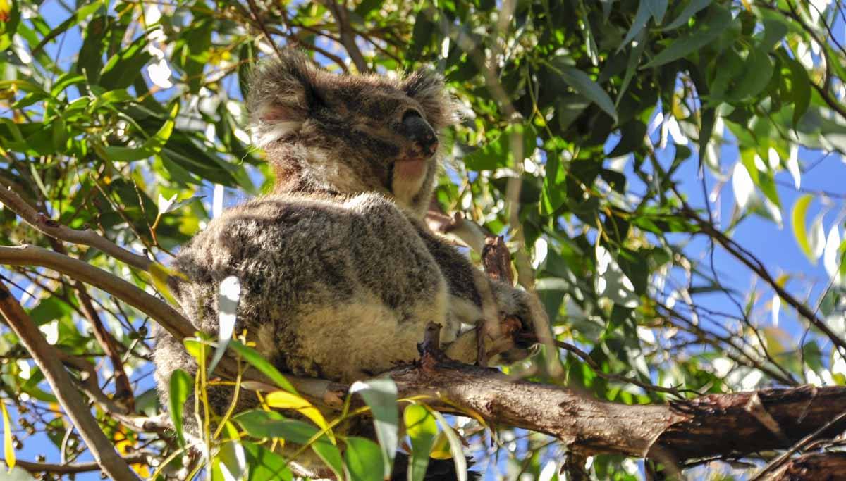 koala campsite