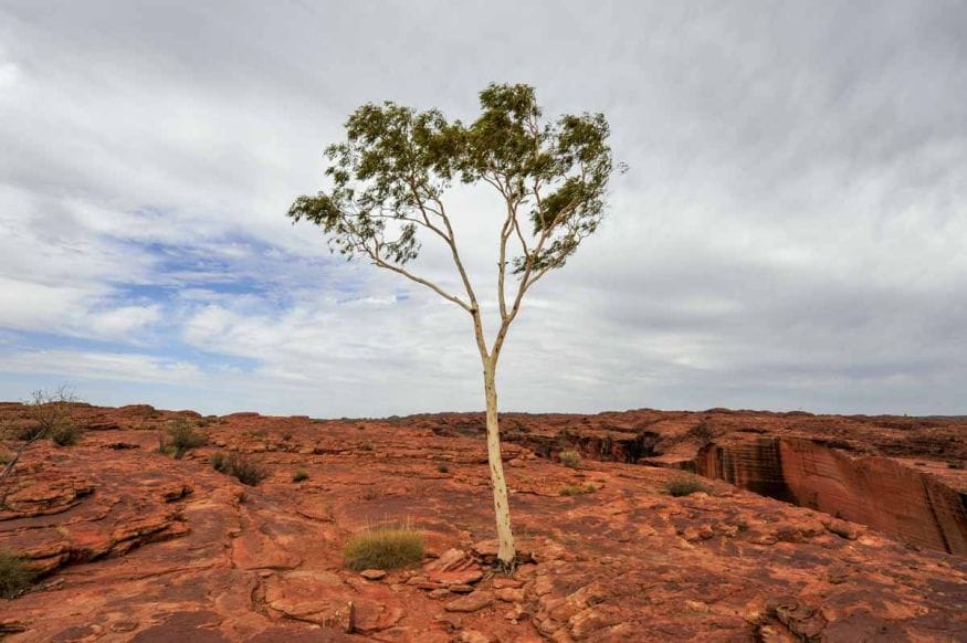 lone tree red centre australia