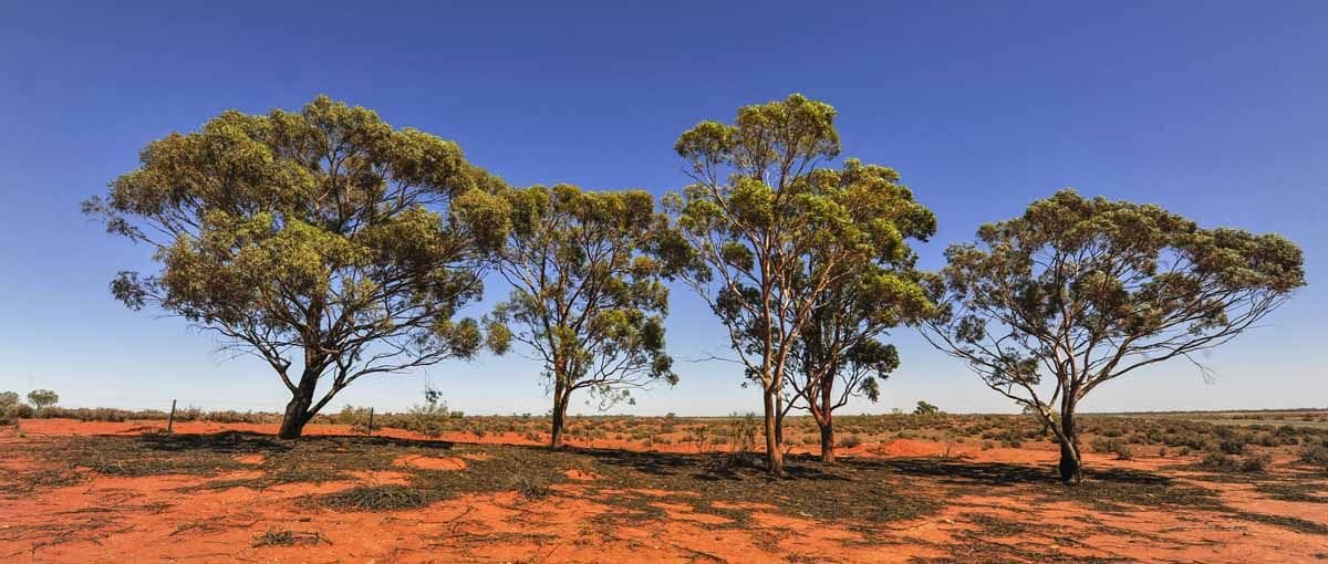outback trees australia