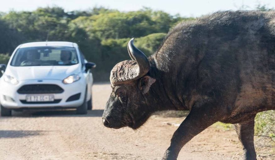 responsible animal activities south africa buffalo