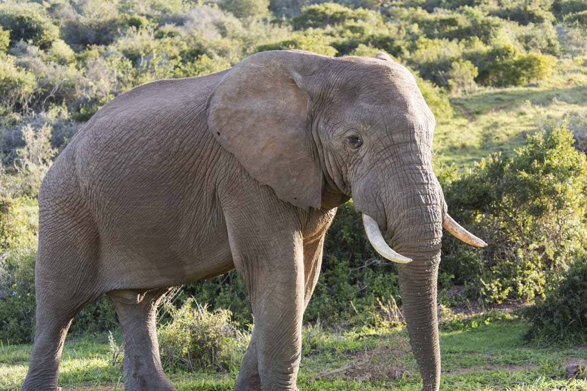 5 Animal Activities to Avoid in South Africa with Responsible Alternatives 5 Animal Activities to Avoid in South Africa with Responsible Alternatives