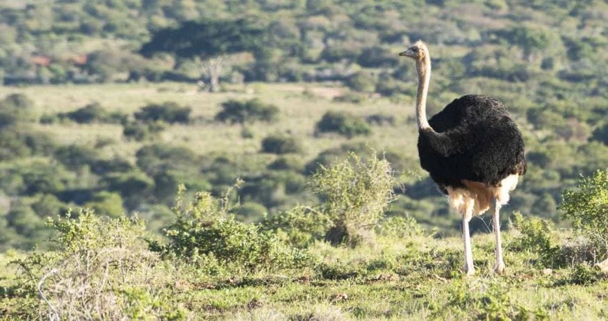 responsible animal activities south africa ostrich
