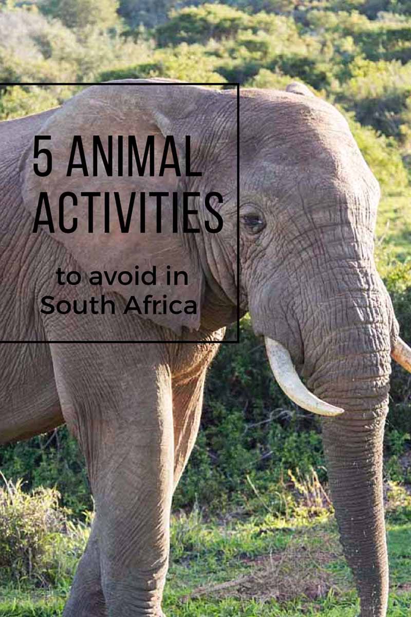 responsible animal activities south africa