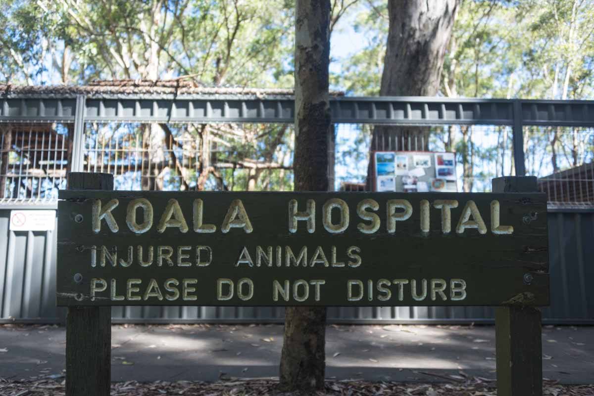 responsible travel australia koala hospital