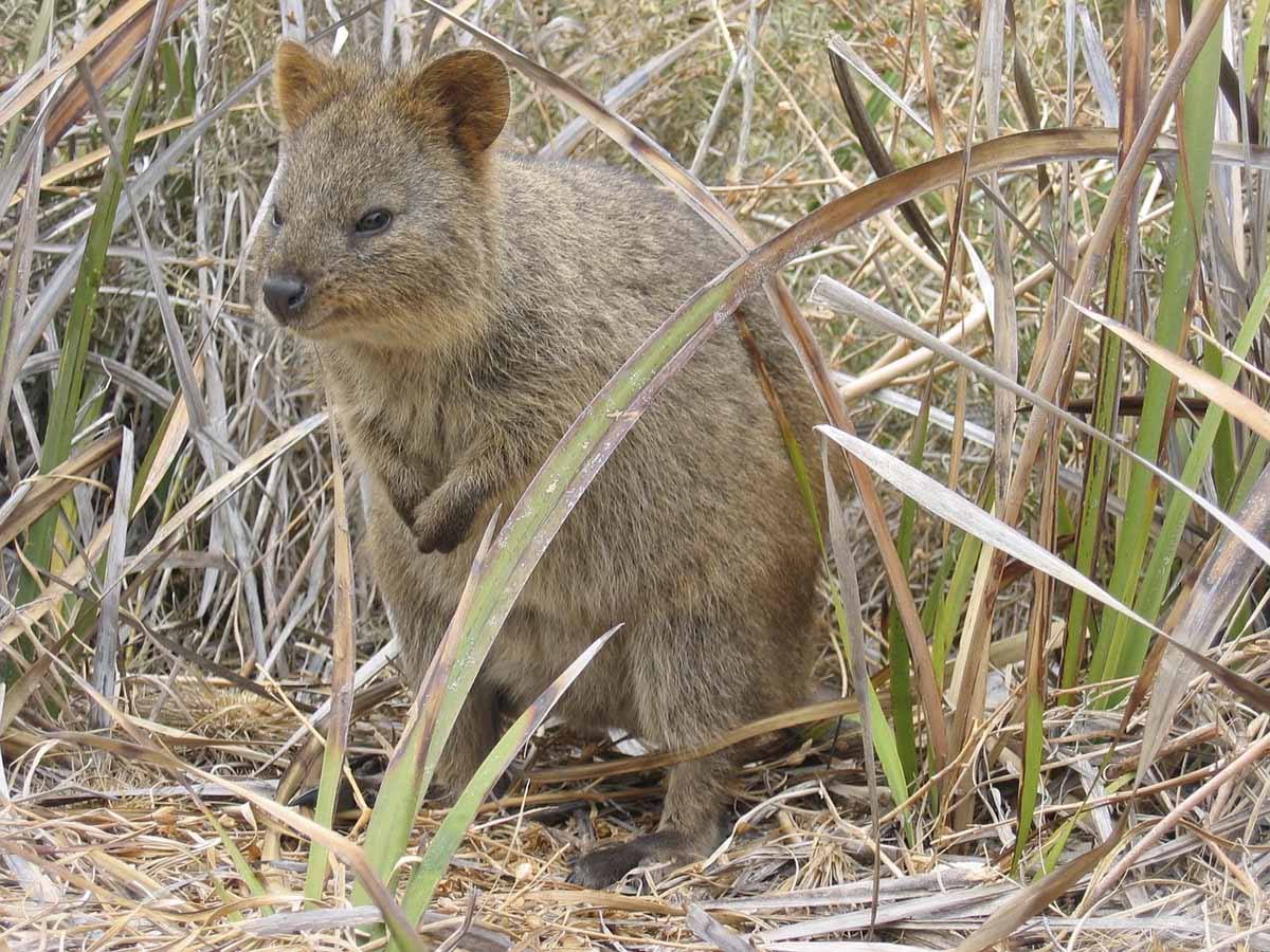 esponsible travel australia quokka