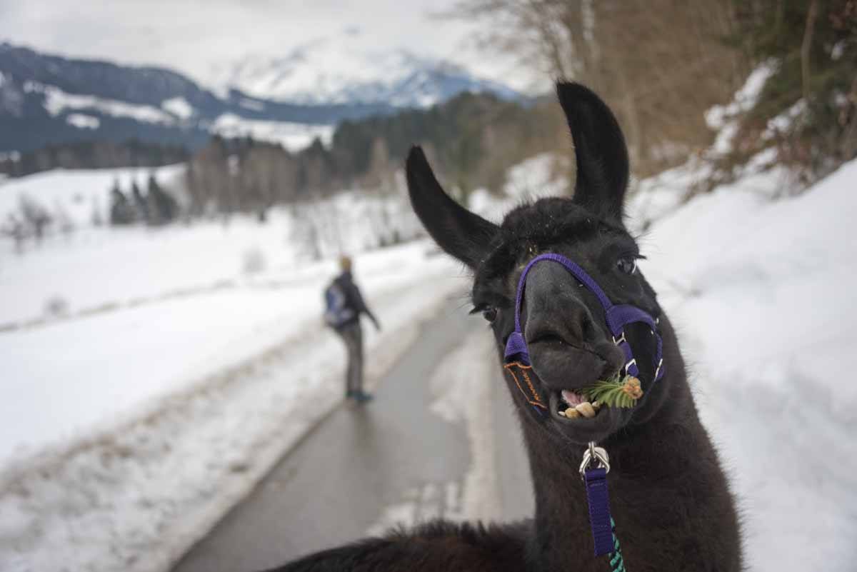 trekking with lama tirol austria