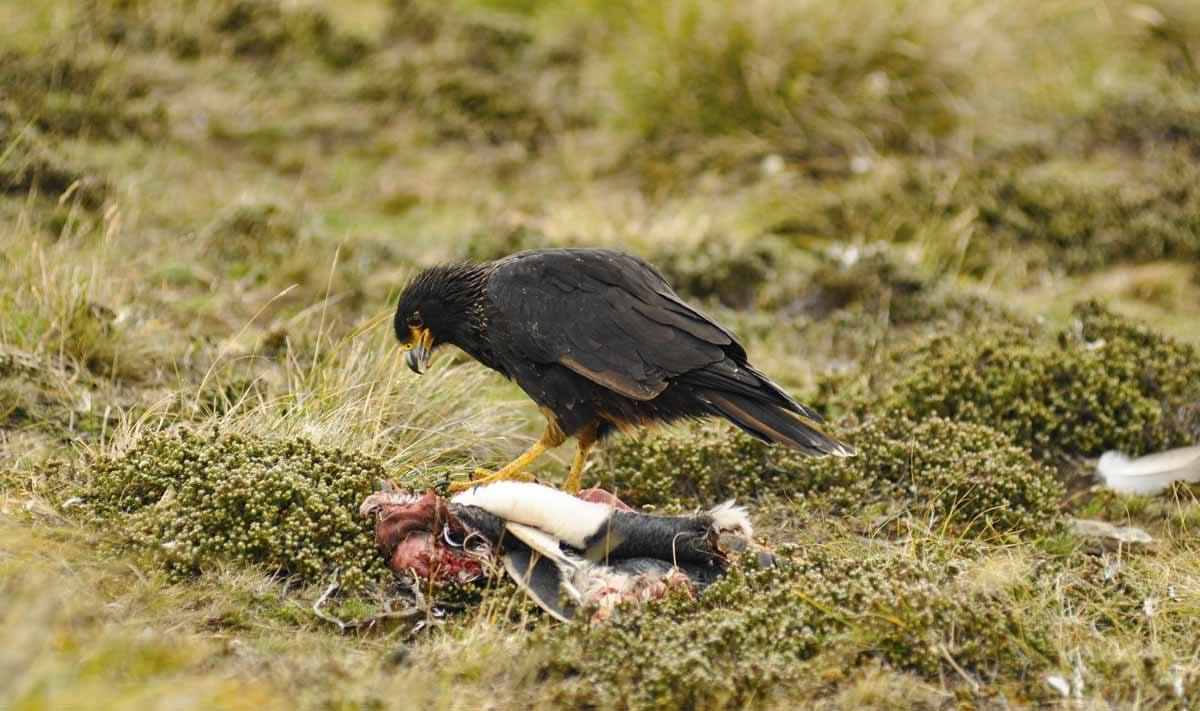 falkland bird of prey