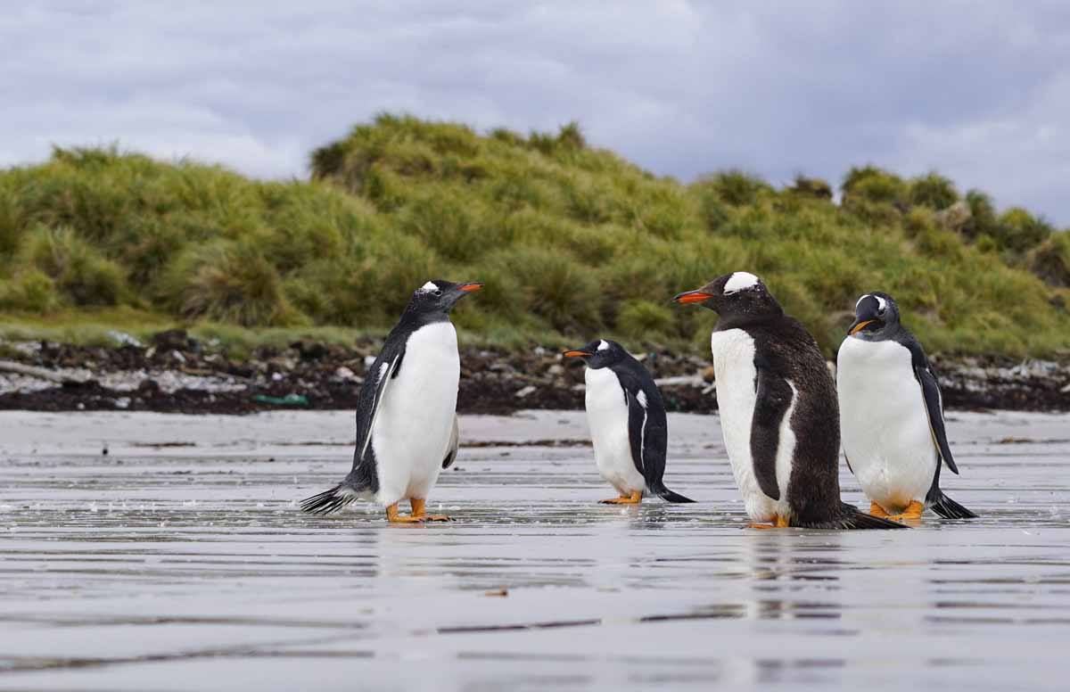 falkland islands wildlife penguins
