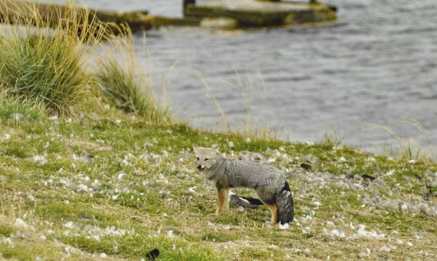 falkland patagonian fox