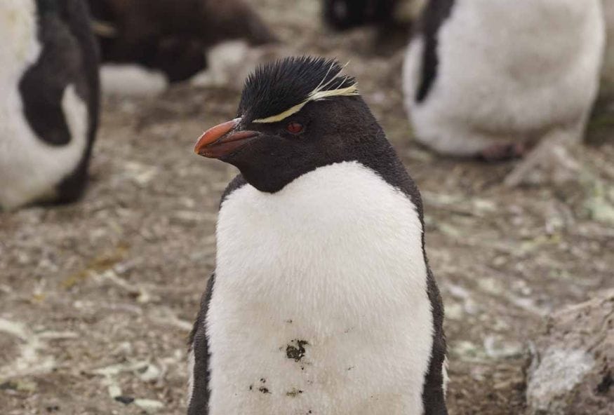 falkland penguin