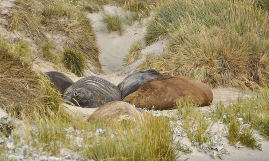 falkland sea lion sleeping