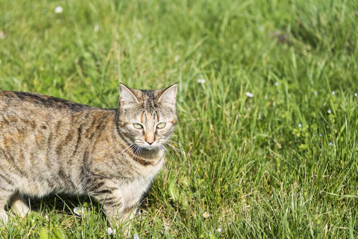 leah cat housesitting france