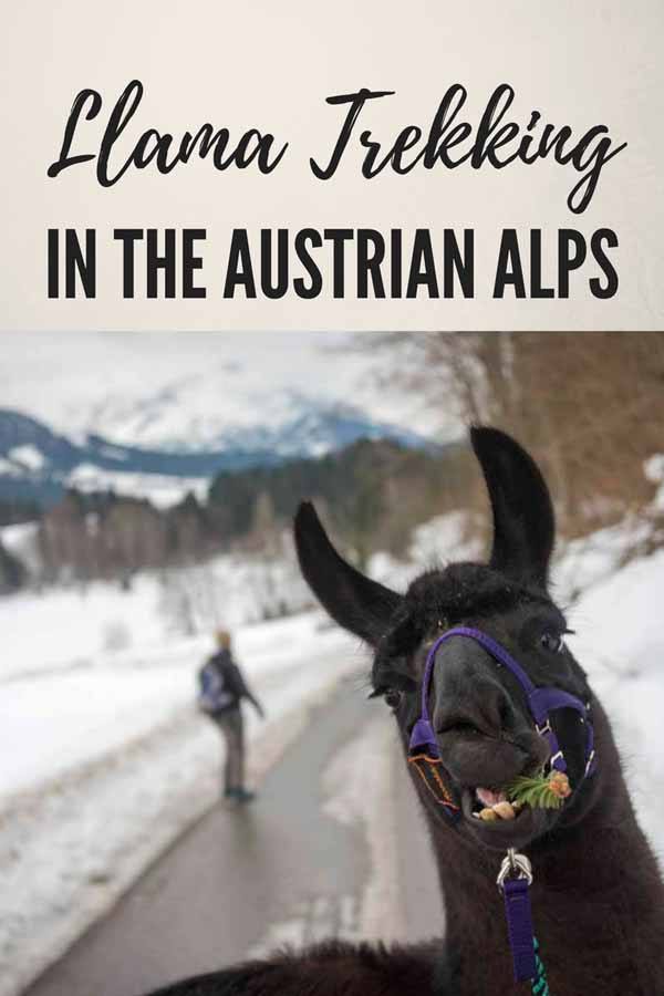 llama trekking austria pin