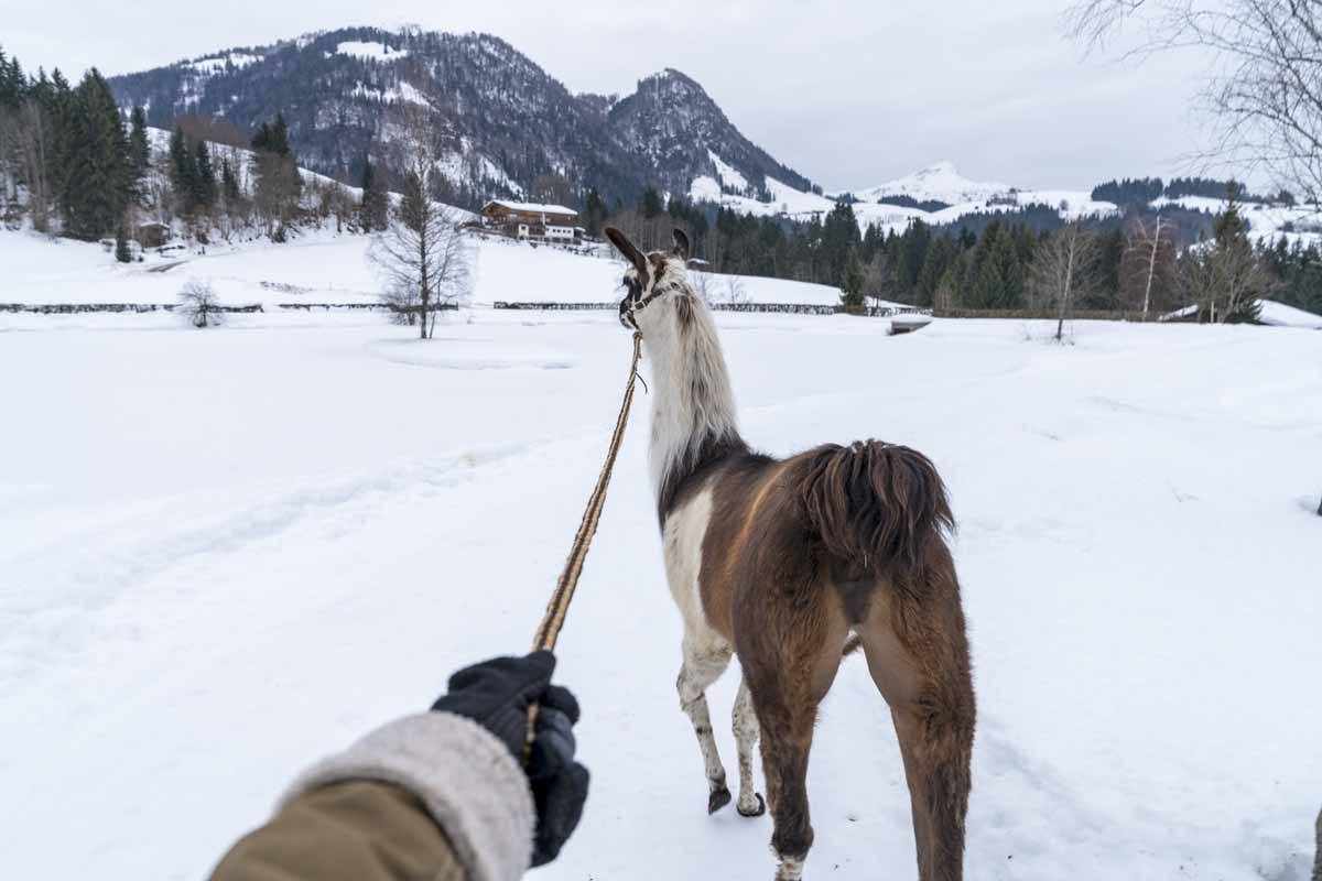 llama trekking in tyrol ethical