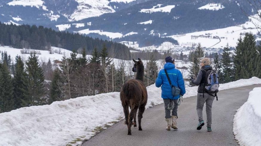 llama trekking in tyrol two hikers