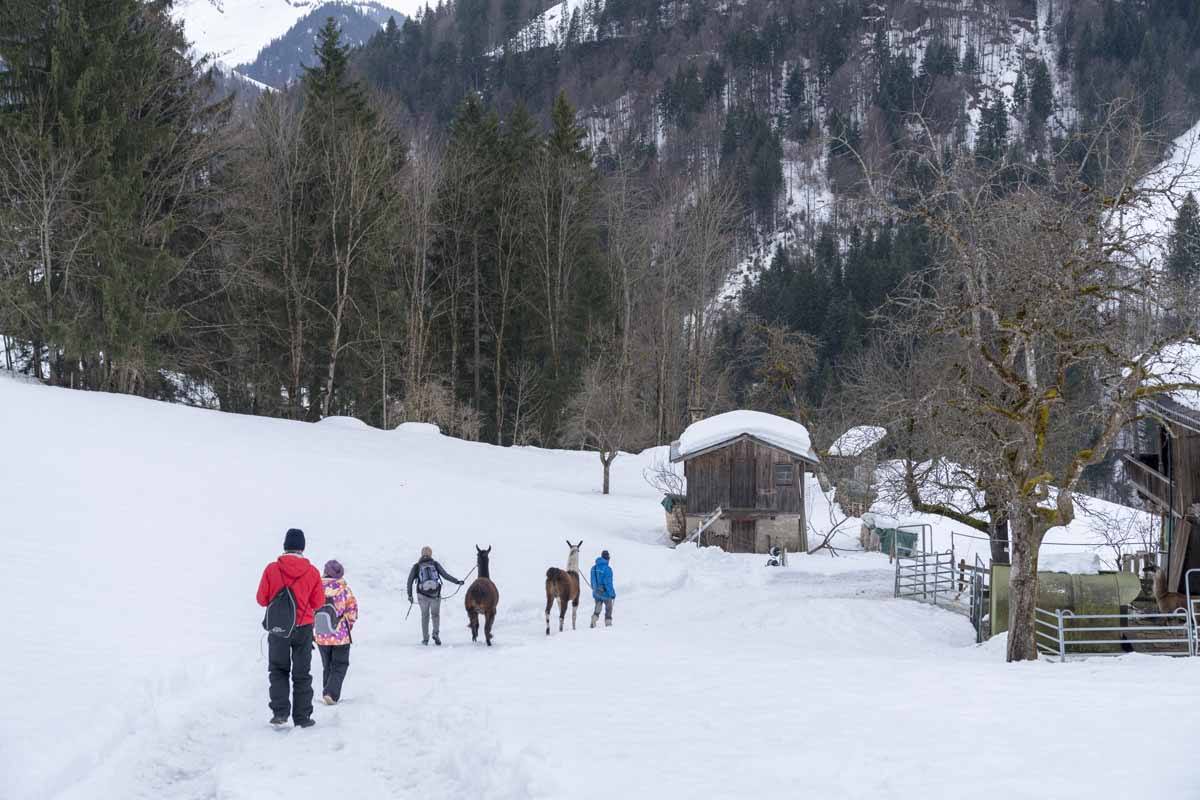 llama trekking in tyrol winter