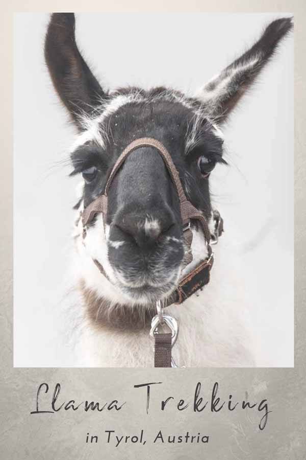 llama trekking tirol pin