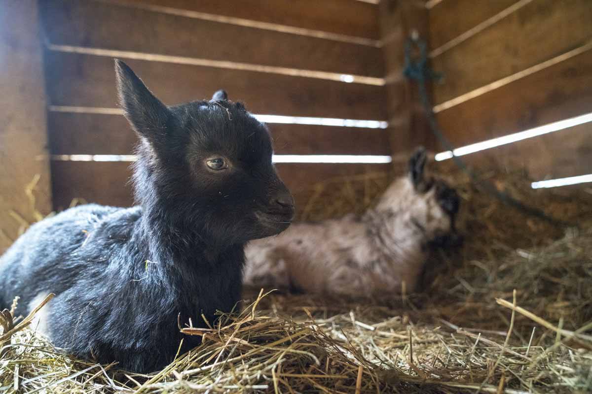 rifugio san pietro baby goats