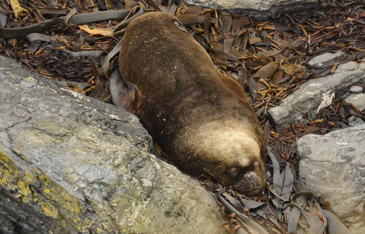 sea lion falkland island