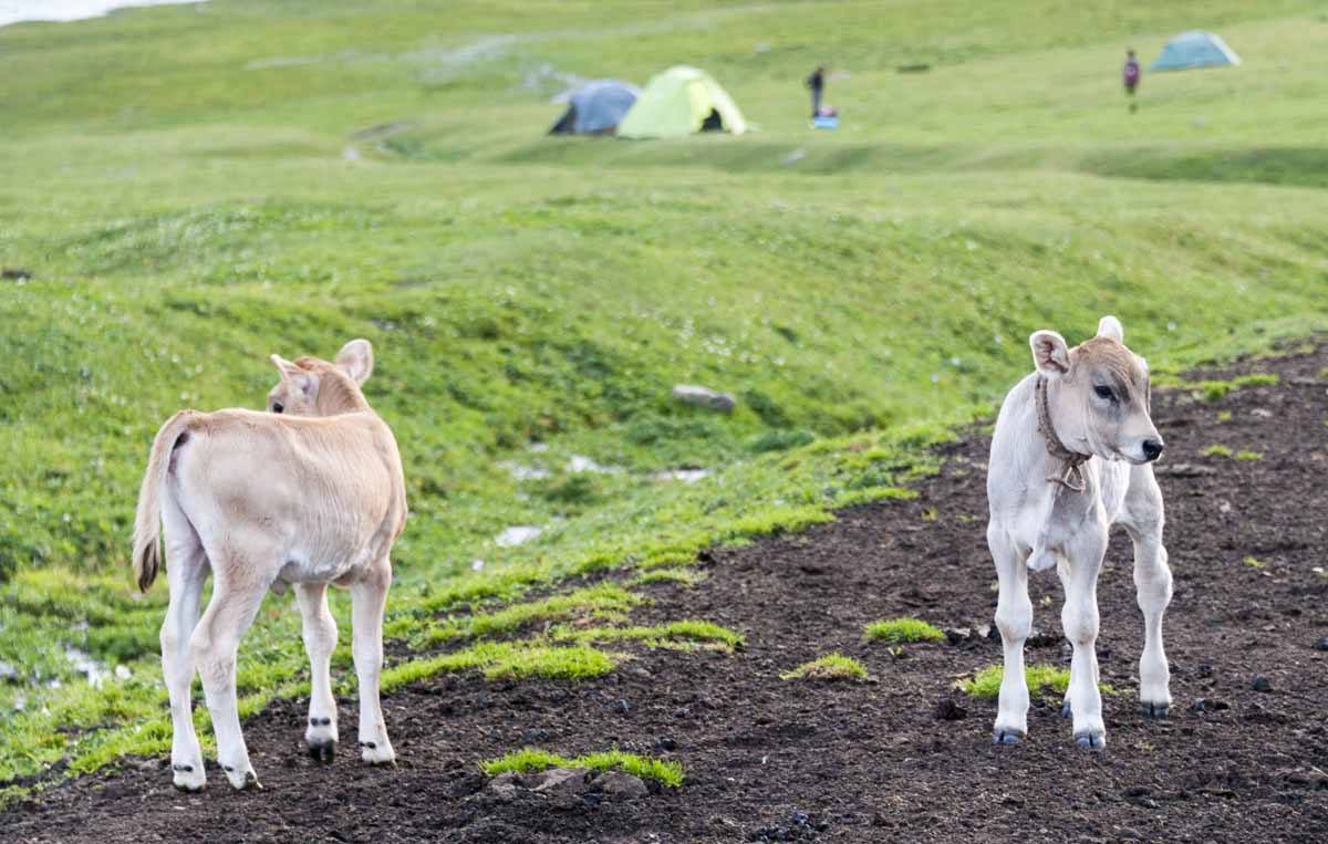 things to do in kyrgyzstan baby cows